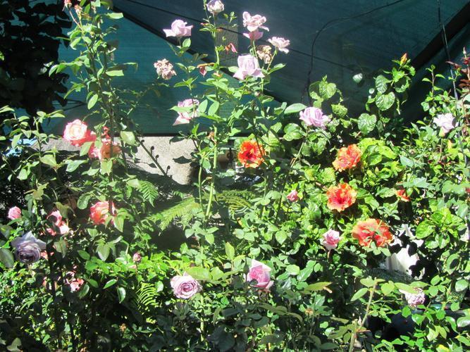 Lala Dene Lodge Bloemfontein Zewnętrze zdjęcie
